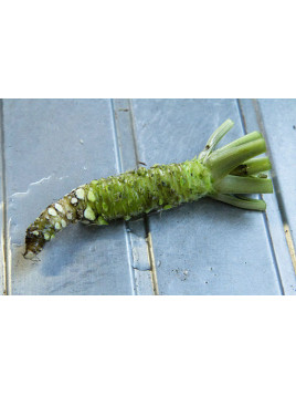 Wasabi japonais 'Mazuma' / Eutrema japonicum