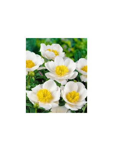 Pivoine - Paeonia lactifolia Moon of Nippon