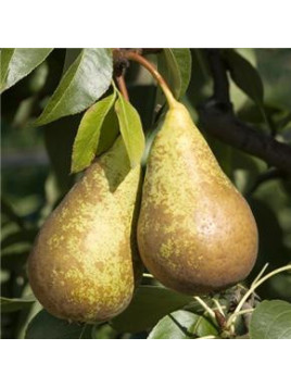 Pyrus communis 'Conférence' / Poirier