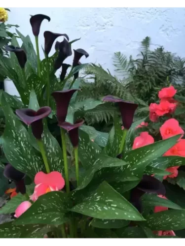 Arum pourpre noir 'Cantor' Zantedeschia