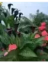 Arum pourpre noir 'Cantor' Zantedeschia