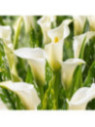 Zantedeschia albomaculata