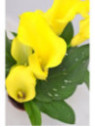 Zantedeschia 'Captain morelli' / Arum (jaune)