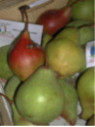 Poirier 'Belle Angevine' Pyrus communis