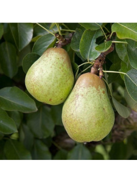 Pyrus communis 'Beurré hardy' / Poirier