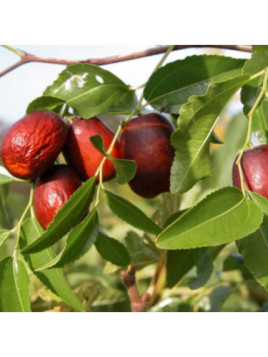 Ziziphus jujuba 'Grande de albatera' / Jujubier