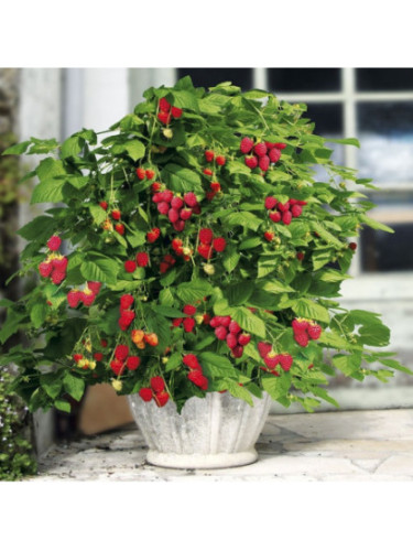 Framboisier remontant - Rubus idaeus 'Fallgold'