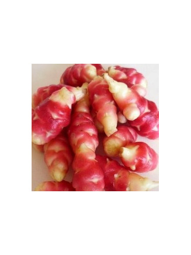 Oca du pérou jaune 'crimson & Gold'