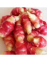 Oca du pérou jaune 'crimson & Gold'