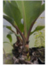 musella lasiocarpa var. rubribracteata
