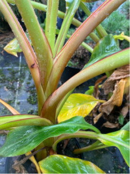 musella lasiocarpa var. rubribracteata