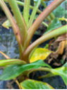 musella lasiocarpa var. rubribracteata