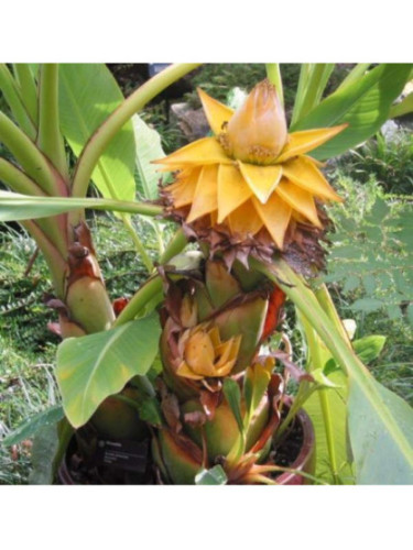 musella lasiocarpa var. rubribracteata