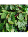 Begonia grandis ssp. 'Evansiana'