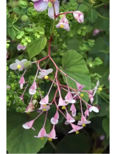 Begonia grandis ssp. 'Evansiana'