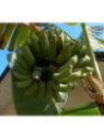 Musa 'Dwarf brazilian'*  / Bananier fruit