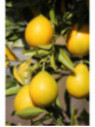 Citrangequat 4 saisons