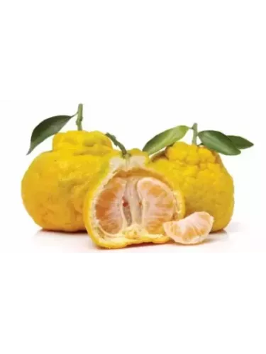 Ugli - Citrus ugli - Tangelo