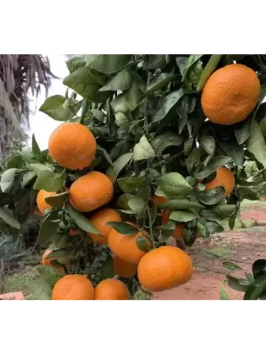 Citrus reticulata encore - Mandarine Encore