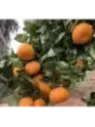 Citrus reticulata encore - Mandarine Encore