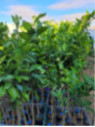 Citrus paradisi 'Flame' / Pomelo rouge