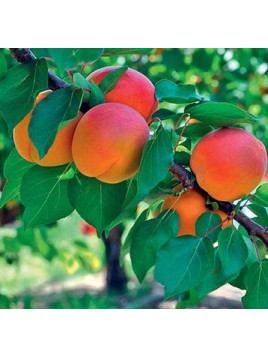 Prunus Armeniaca 'Bergeron' / Abricotier