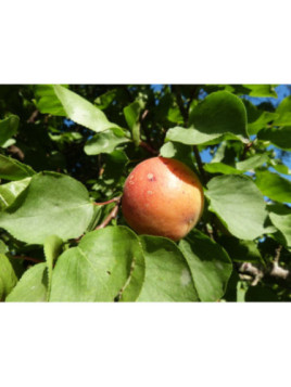 Abricotier/ Prunus 'Murlasines®'