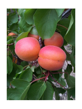 Prunus armeniaca 'Rouge du roussillon' / Abricotier