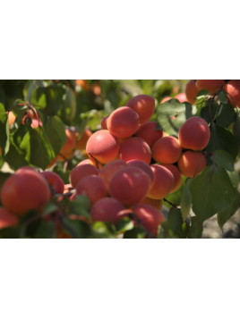 Prunus armeniaca 'Rouge du roussillon' / Abricotier