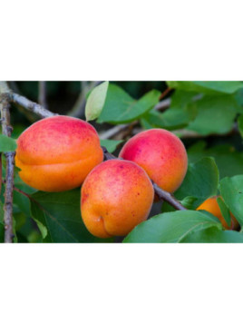 Prunus armeniaca 'Précoce de Saumur' / Abricotier