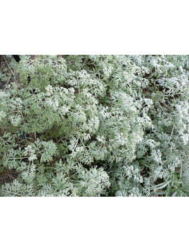 Grande absinthe - Artemisia absinthium