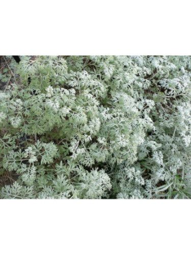 Grande absinthe - Artemisia absinthium