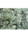 Grande absinthe - Artemisia absinthium