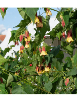 Abutilon megapotanicum ines