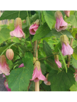 Abutilon megapotanicum pink charm