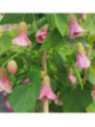 Abutilon megapotanicum pink charm