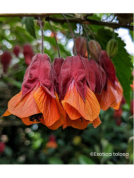 Abutilon patrick synge