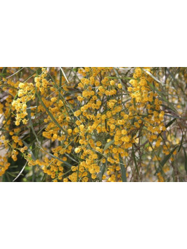 Acacia retinoïdes  / Mimosa des 4 saisons