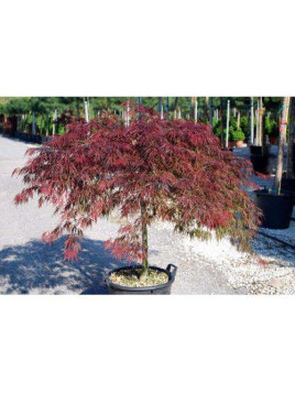 Acer dissectum 'Garnet' / Erable du Japon
