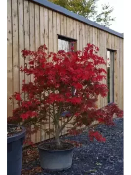 Acer palmatum 'Osakazuki' / Erable du Japon