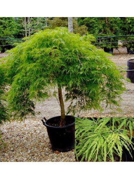 Acer palmatum 'Dissectum' / Érable du Japon