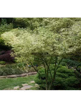 Acer palmatum 'Butterfly' / Erable du Japon