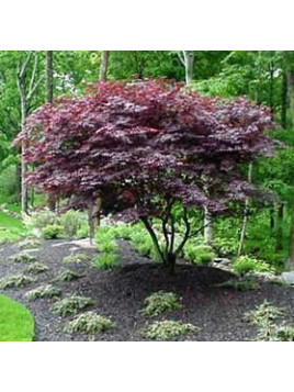 Acer palmatum 'Atropurpureum' / Erable du Japon