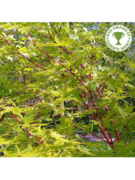 Acer palmatum 'Sango-Kaku' / Erable du Japon