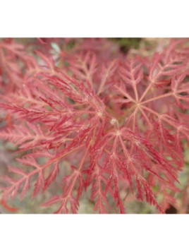 Acer palmatum 'Crimson queen' / Erable du Japon