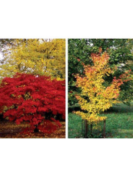 Acer palmatum 'Seiryu' / Erable du Japon