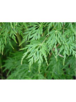 Acer palmatum 'Seiryu' / Erable du Japon