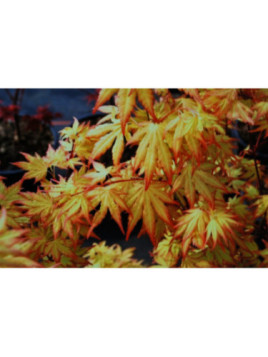 Acer palmatum 'Orange Dream' / Erable du Japon