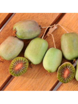 Actinidia arguta 'Ananasnaya'  / Kiwaï / femelle