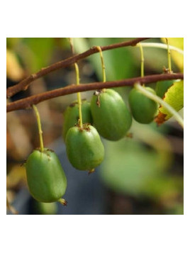 Actinidia arguta 'Vitikiwi®' / Kiwaï / autofertile